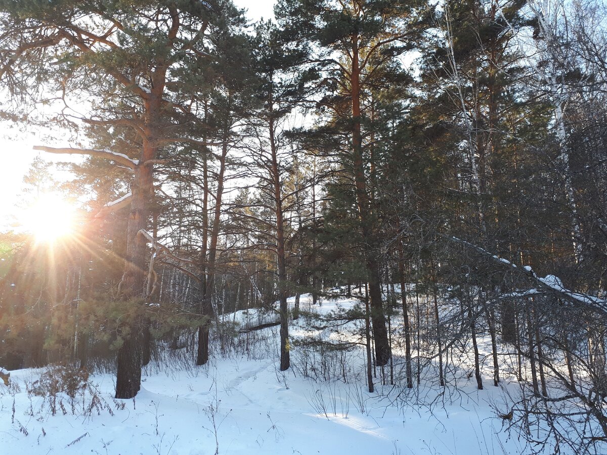 Солнце и лес