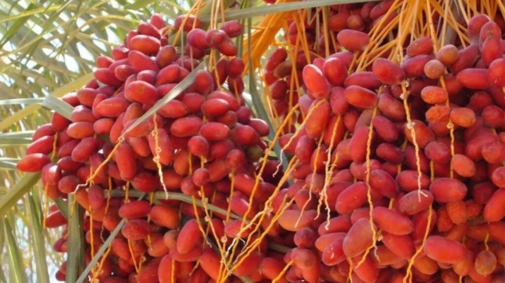 плоды финиковой пальмы