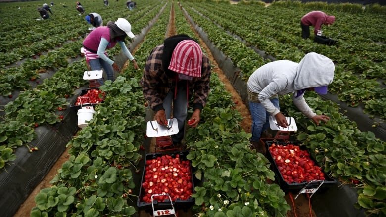 Подростки на сборе земляники (источник фото: cbc.ca)