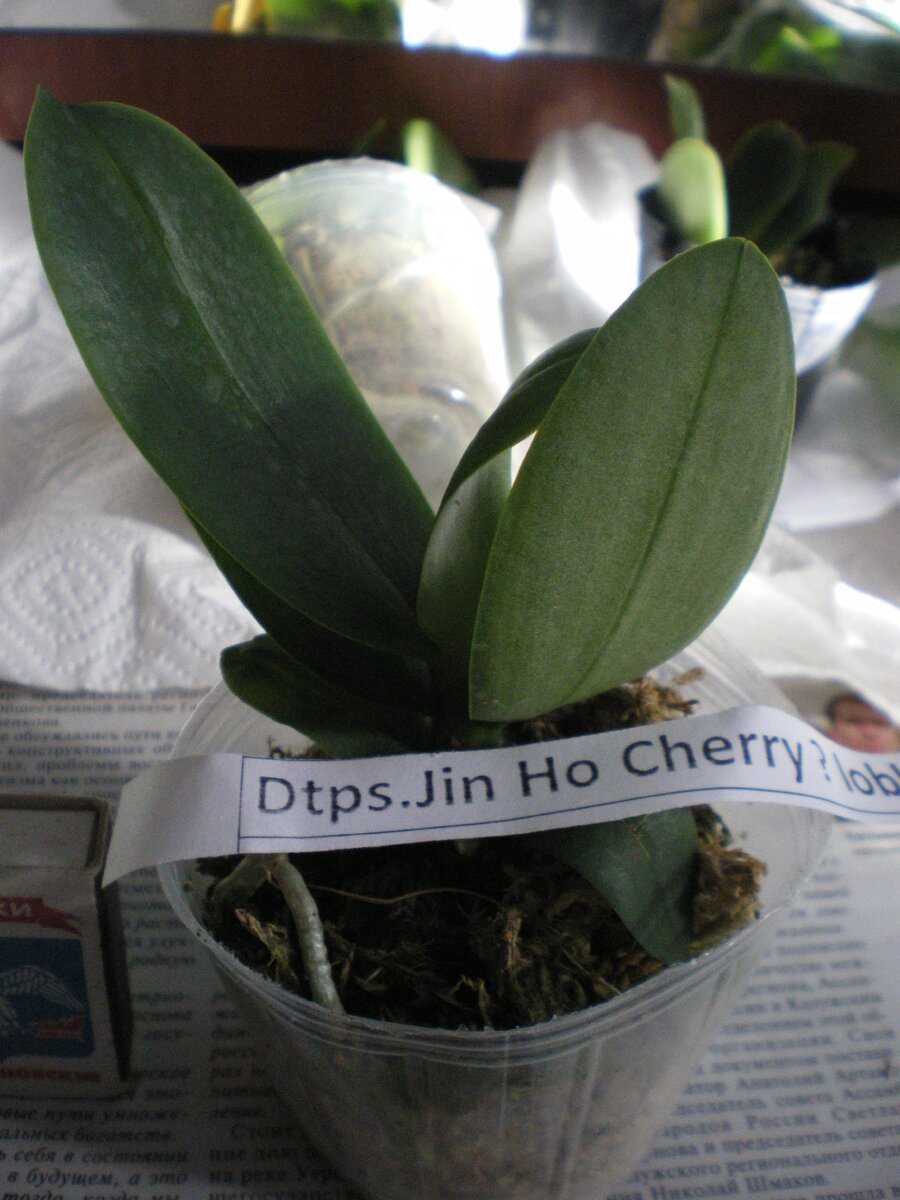 Doritaenopsis Jin Ho Cherry x lobbii. 2016 год. Только-только из посылки. Личное фото автора