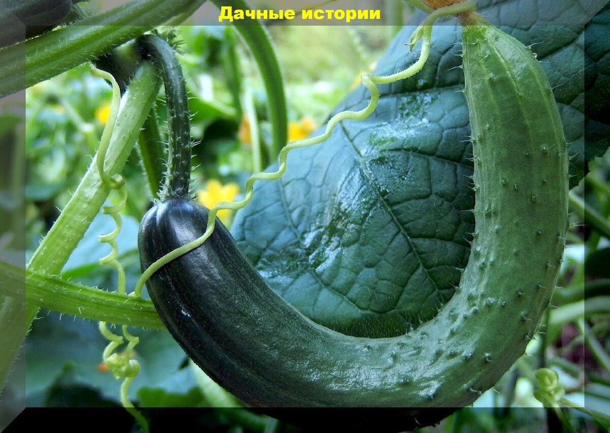 Почему огурцы не дают. Огурцы деформируются. Огурцы растут крючком. Кривой огурец. Кривые огурцы.