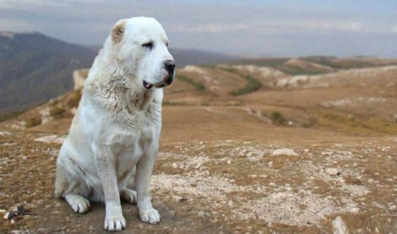 Добрый здоровяк алабай 