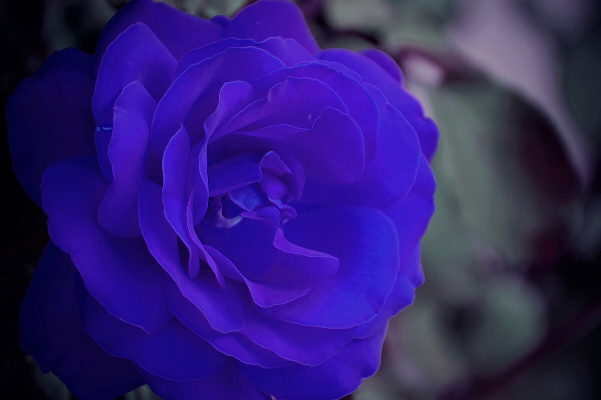 С сайта Pixabay