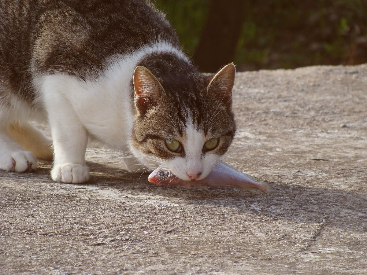 Фотобанк: flickr.com