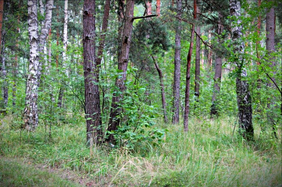 Авторское фото;) Балтийский лес