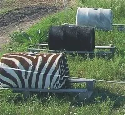 Эксперимент с бочками. ig-nobel.ru