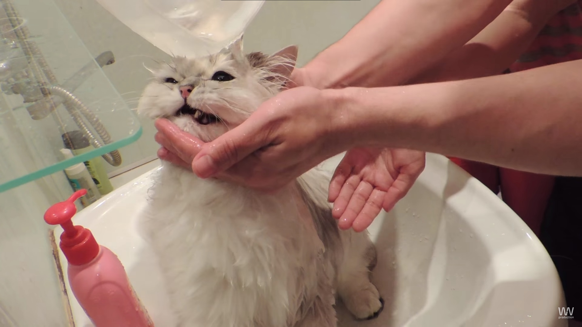 Можно мыть кошку мылом. Мытье кошки. Кошка моется. Помытый кот. Кошки длинношерстные моются.