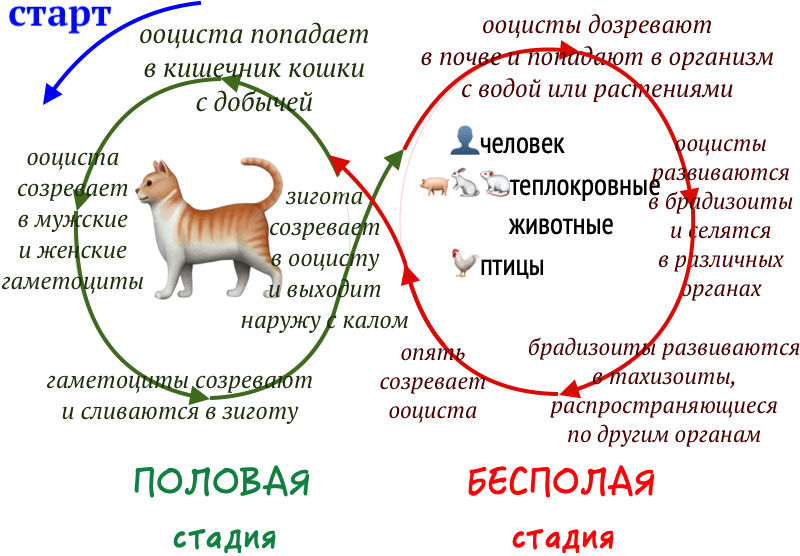 Жизненный цикл токсоплазмы схема