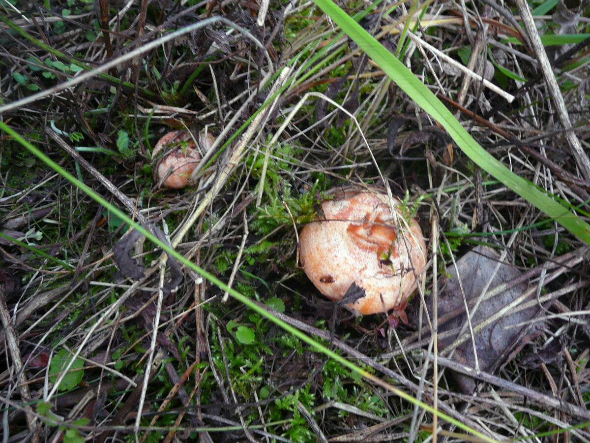 рыжики.фото автора