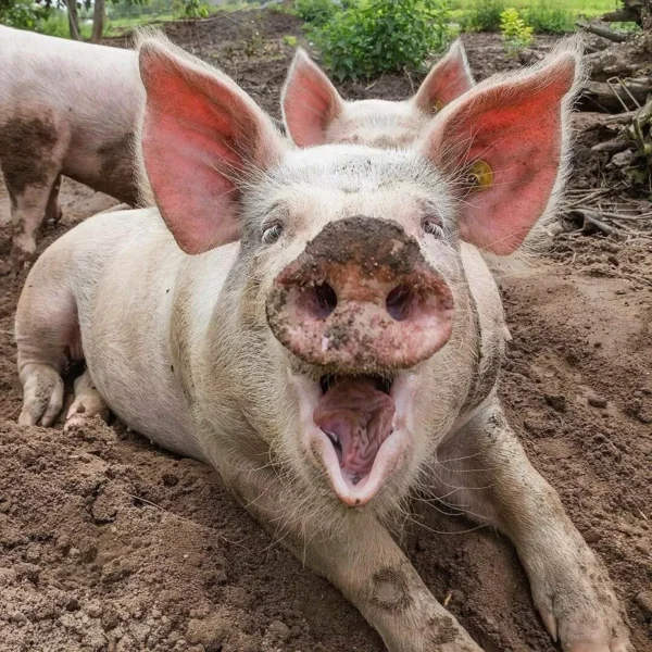 Свинья - это нечистое животное для пищи и несёт огромный вред организму!