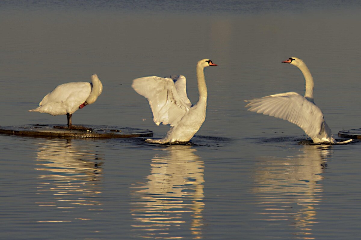Утренняя гимнастика. Фото Юрия Теслева.