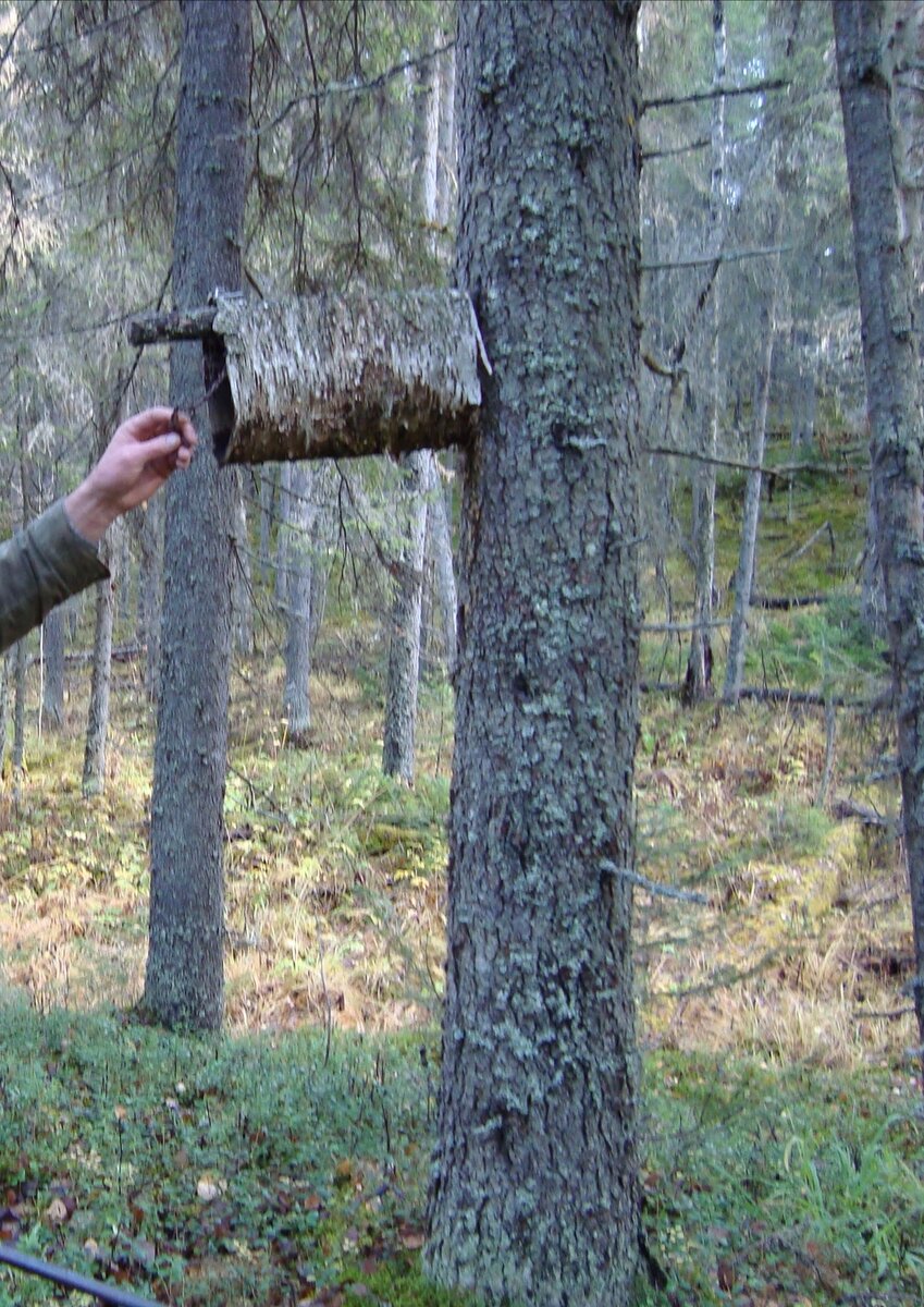 Фото взято из интернета. 