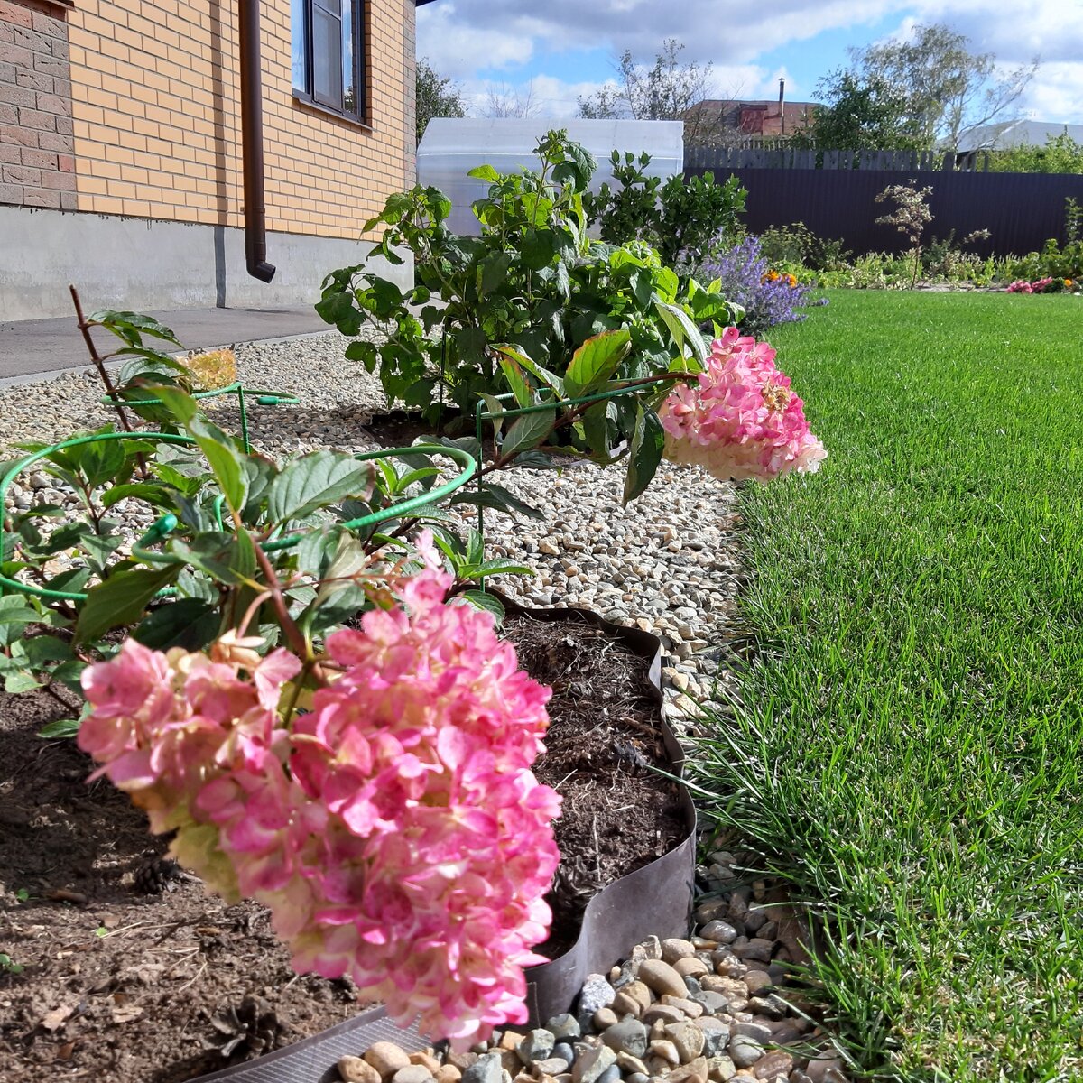 Цветущая Ванилла Фрайз