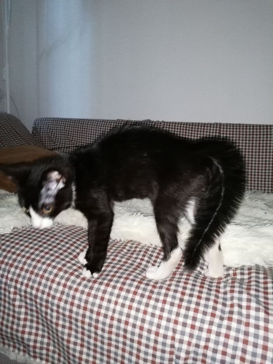 Буба пытается напугать Моню. Тут он еще мелкий.  Фото из личных архивов.