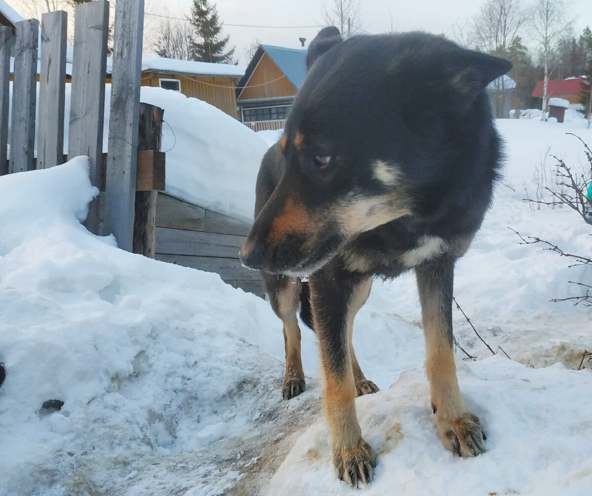 Благодаря деревянному ящику (на заднем фоне) животные выжили в лютый мороз