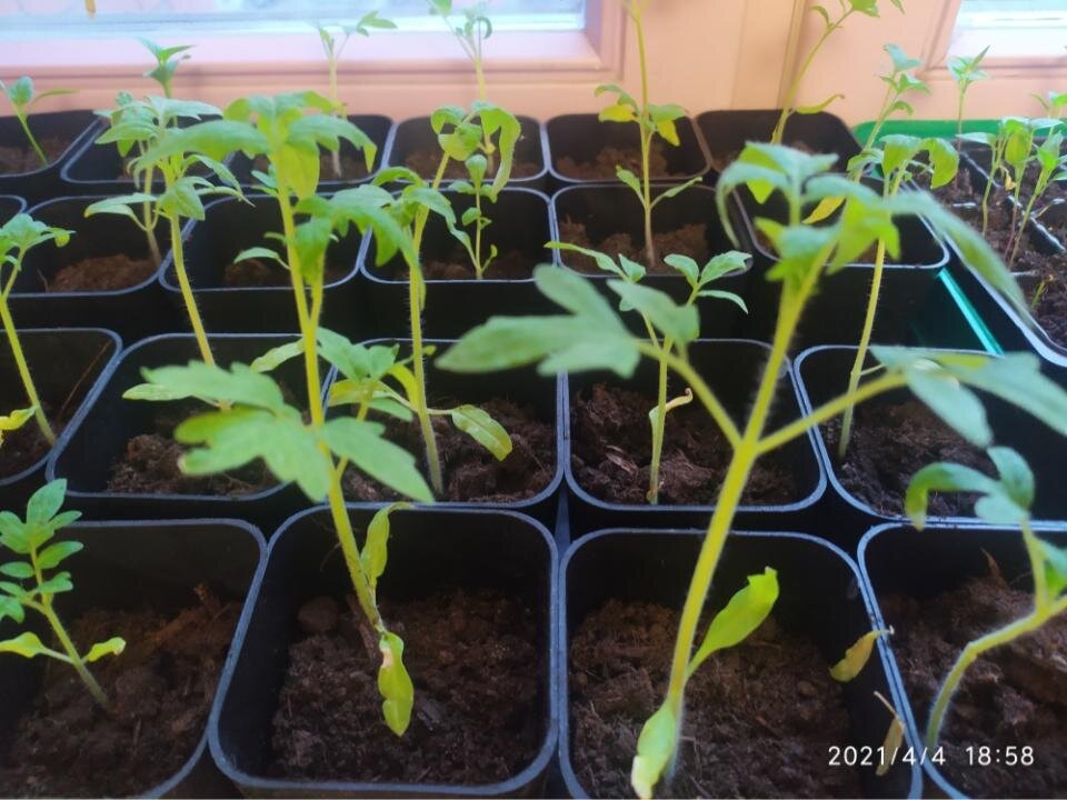 Моя рассада