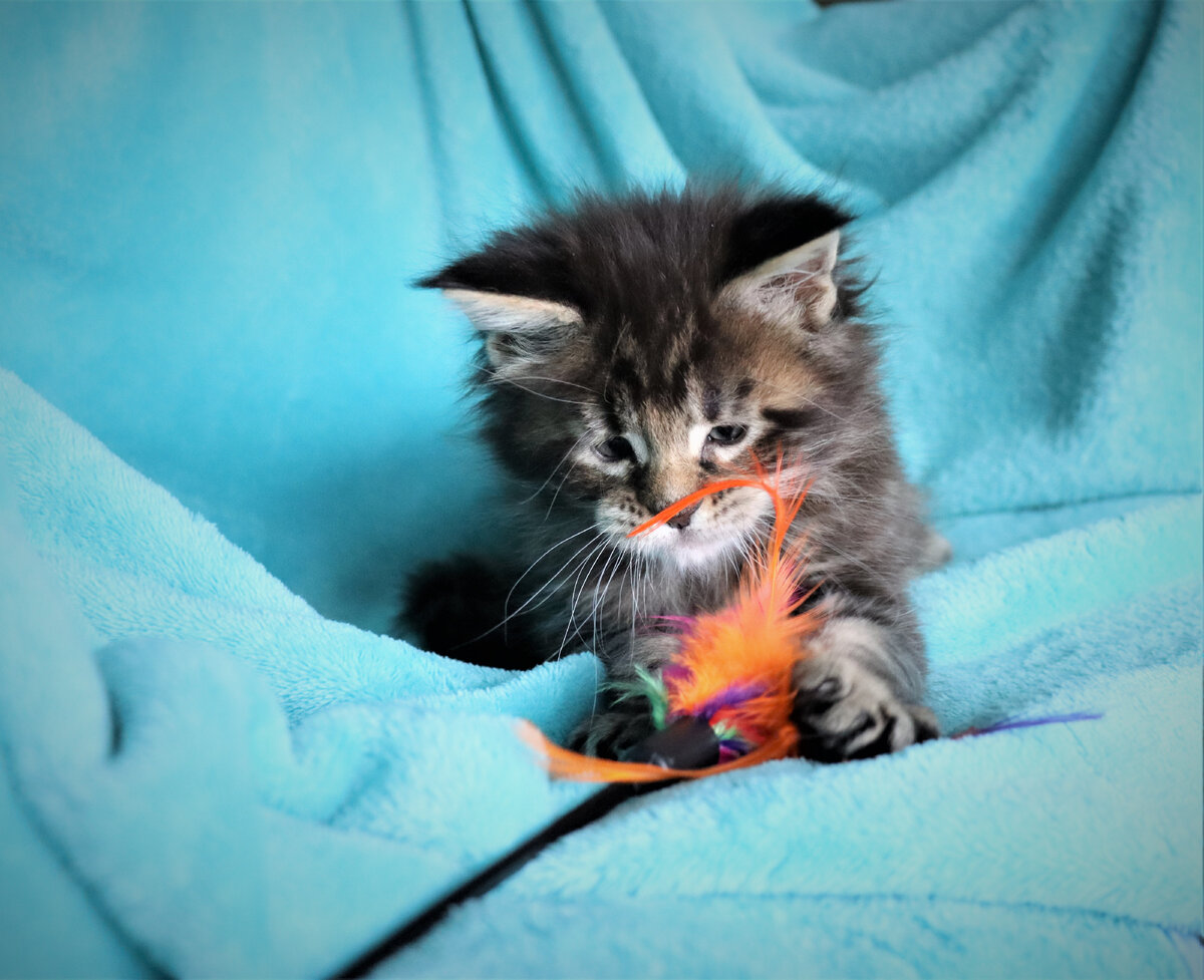 Фото из личного архива. Котенок мейн-кун