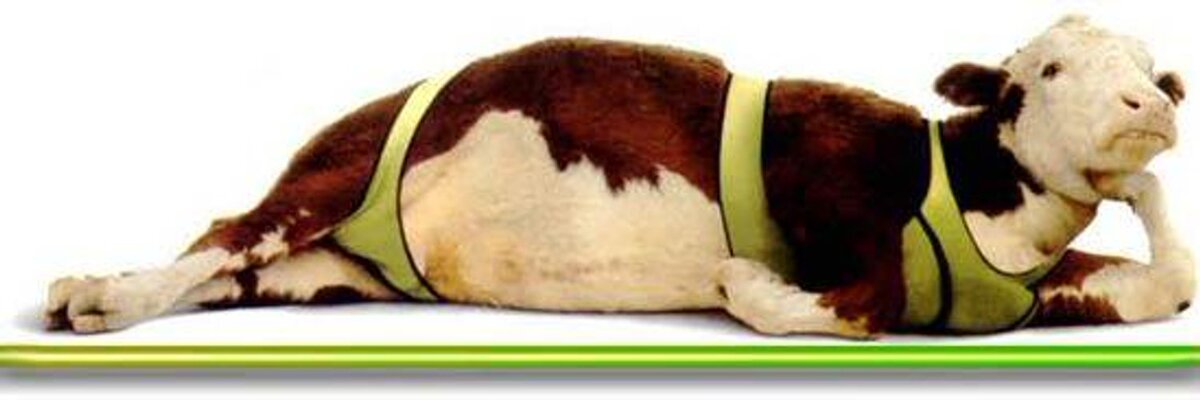 Фото с просторов интернета