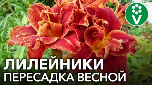 НЕ ПОДКАРМЛИВАЙТЕ ЛИЛЕЙНИКИ при пересадке! Правила успешного размножения и деления лилейников весной