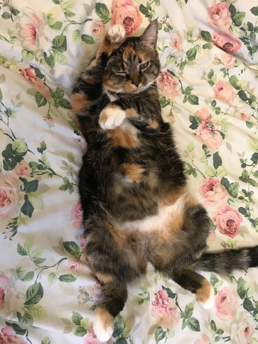 Буся, наша пушистенькая 