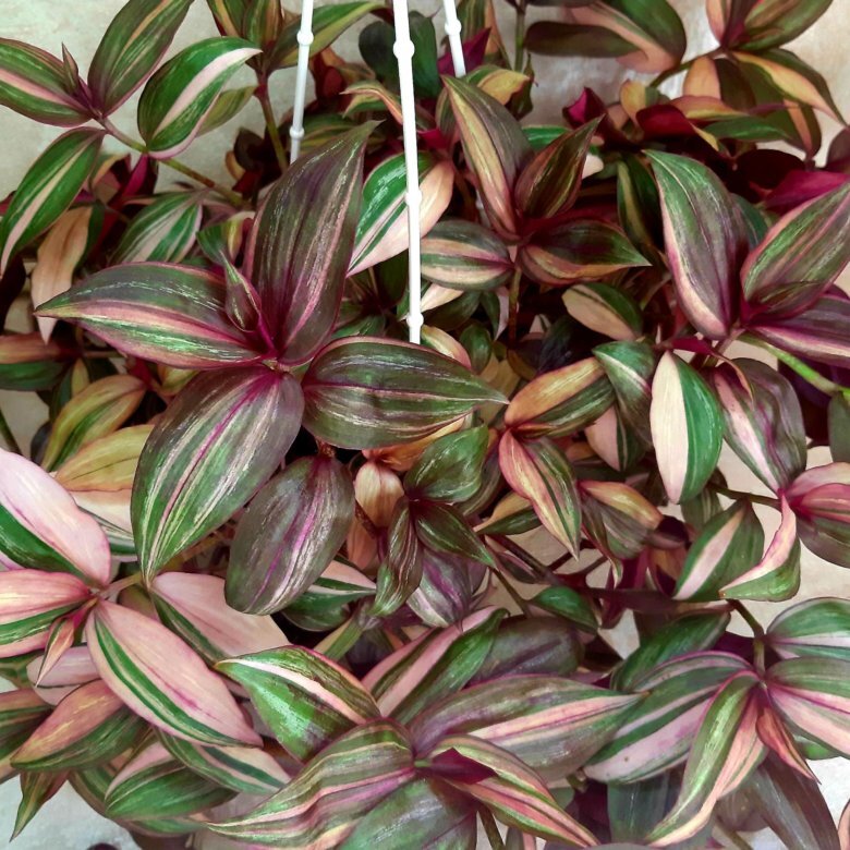 Традесканция тайская квадриколор