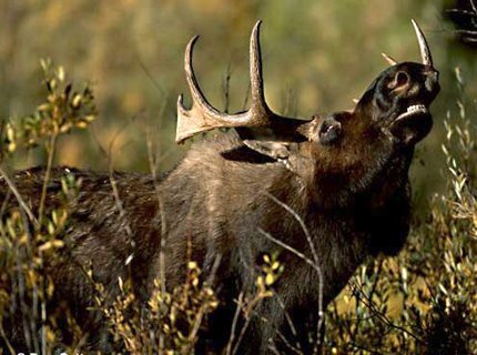 Фото взято из интернета.