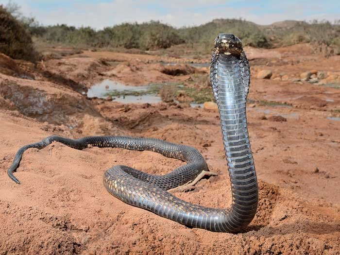 Sahara snake. Египетская Королевская Кобра. Змея Египетская Кобра. Египетский Аспид. Египетская Кобра аспида.