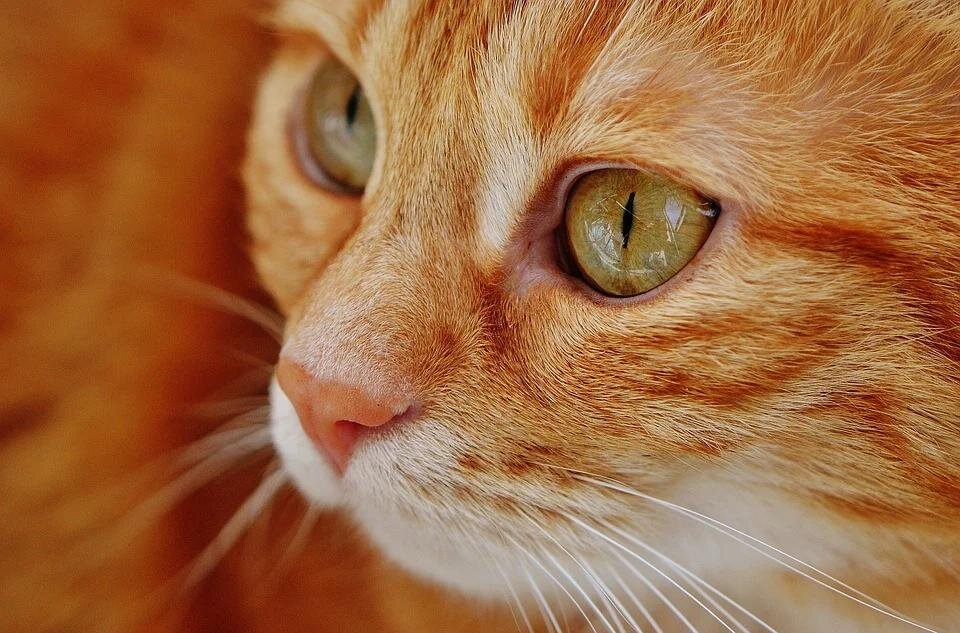 Мудрая и верная Мурыська. Фото с сайта https://pixabay.com/