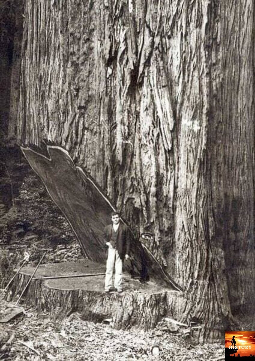 Past tree. Лесорубы 20 века Секвойя. Секвойя вырубка 19 века. На вырубке гигантских секвой, США, 1900-Е.. Гигантские секвойи 19 век.