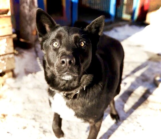 Черныш в приюте для животных 