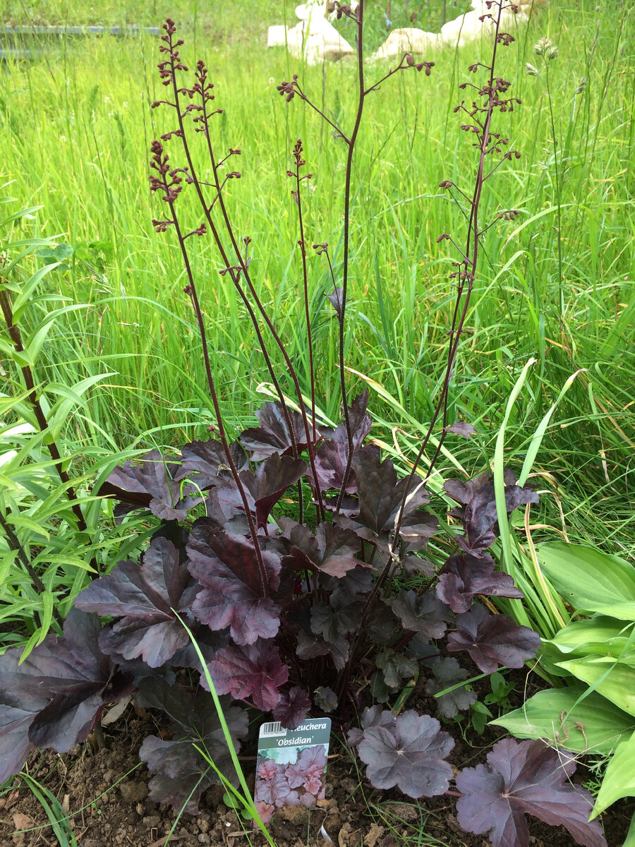 Гейхера Обсидиан
