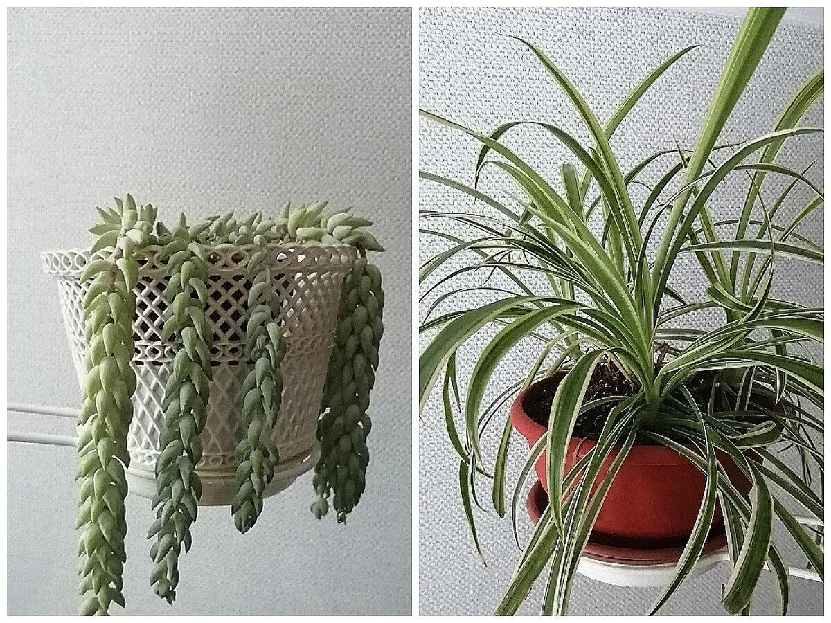 Очиток Моргана слева и хлорофитум на фоне одной и той же стены. Очиток Моргана почти сливается с фоном