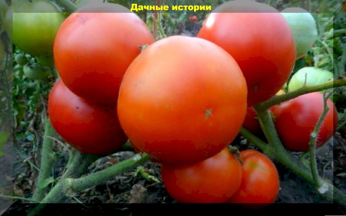 Томаты галина описание сорта фото отзывы Томаты устойчивые к заболеваниям и не боящиеся жары: эти сорта и гибриды никого 