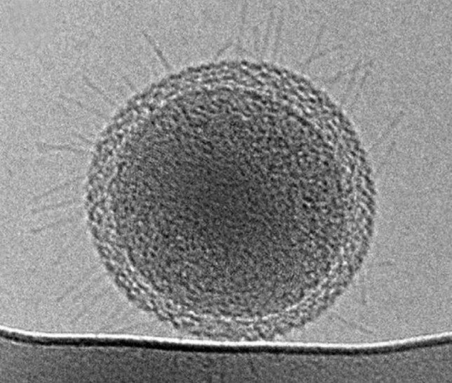Самая маленькая бактерия в мире. Ее размер 0,009 микрон. 