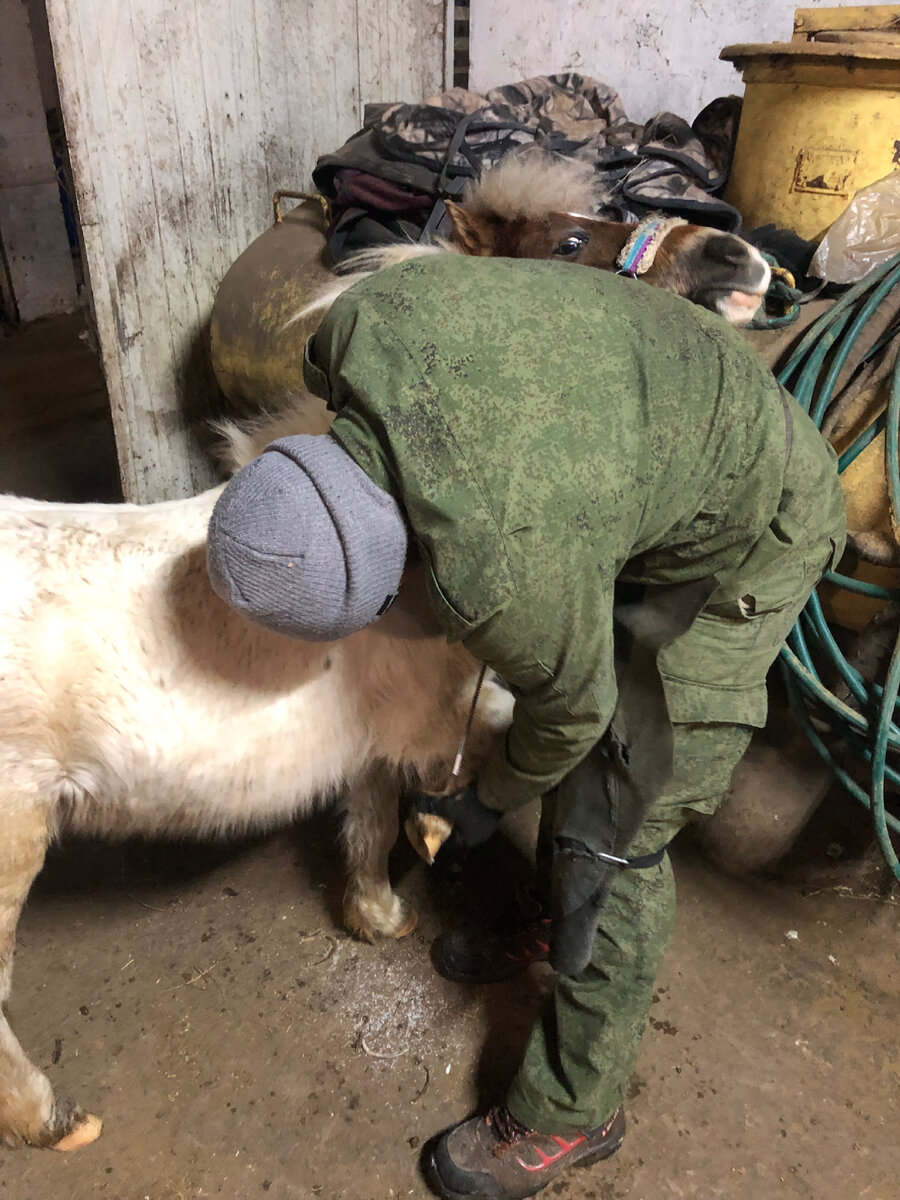 Яшка. Пони больше всех подвержены ламиниту. Фото из личного архива.