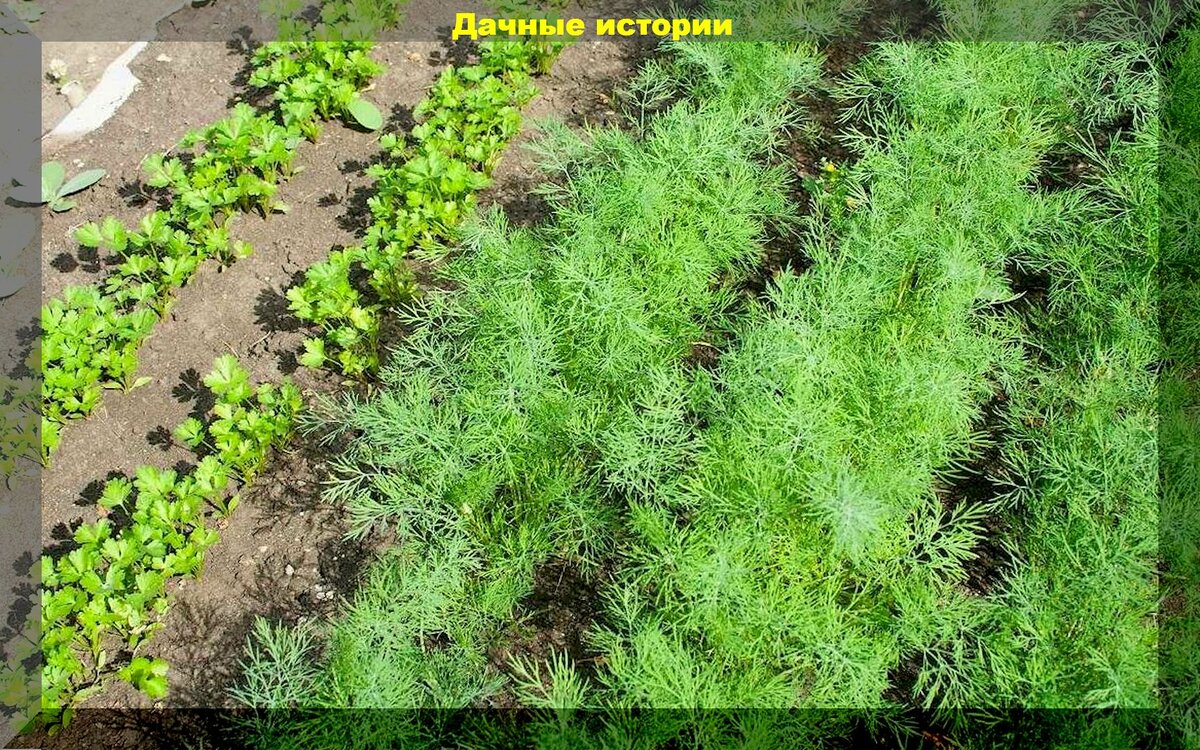 Как подготовить петрушку к посадке