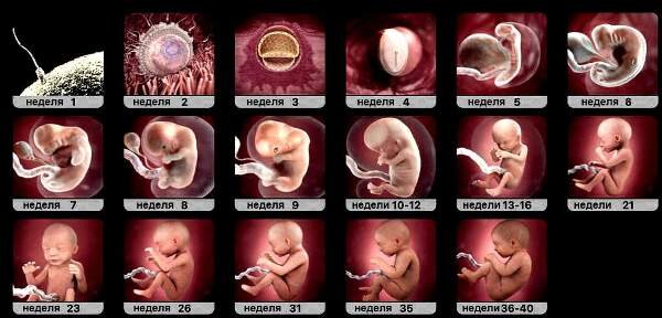 Более-менее «похож на человека» эмбрион становится только к концу первого триместра