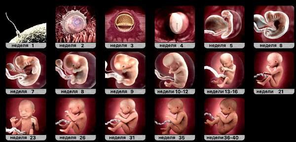 Развитие плода по неделям беременности: календарь