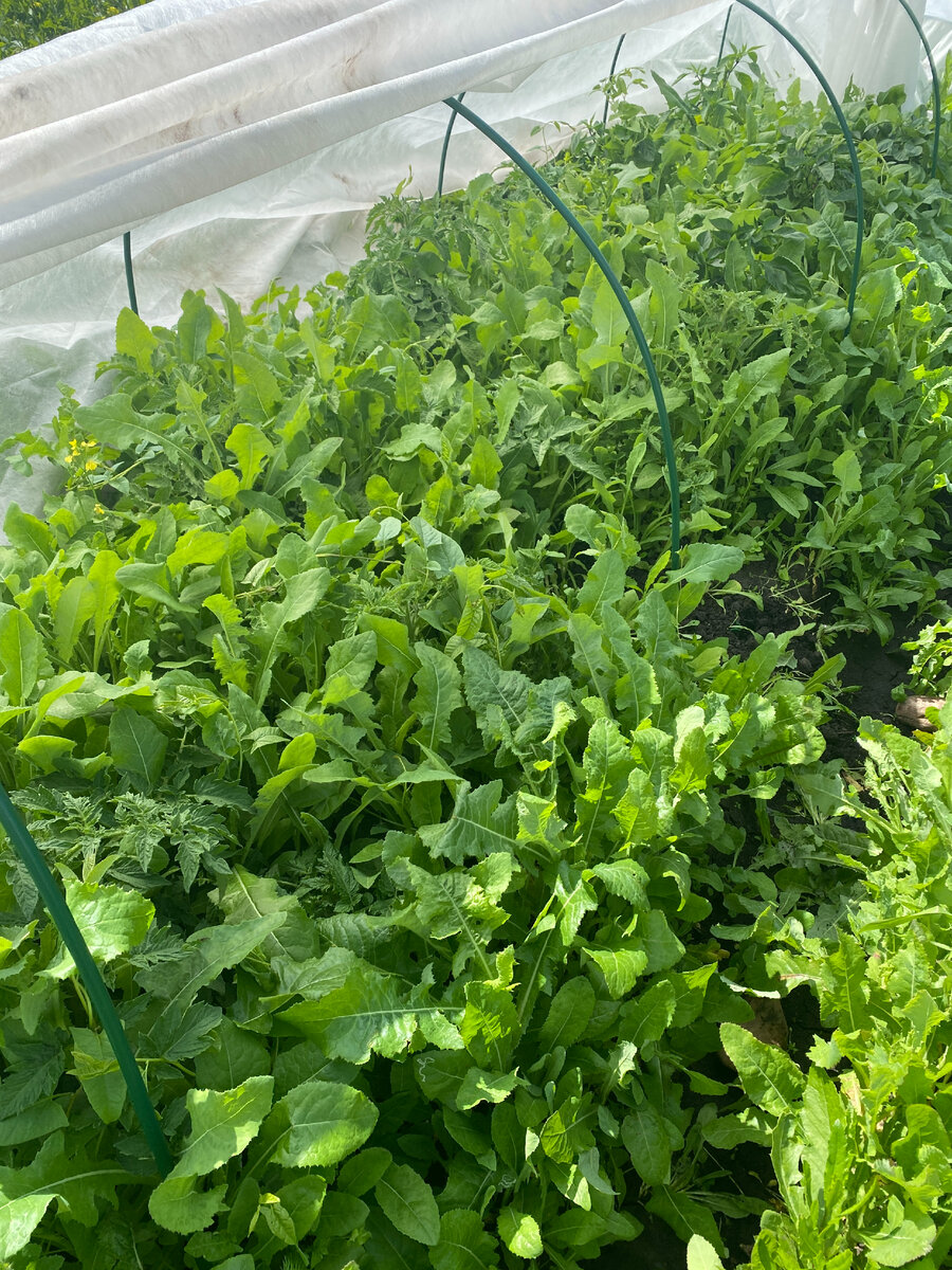 Где-то здесь были помидоры!