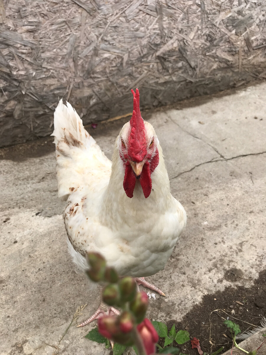 Жора подрос