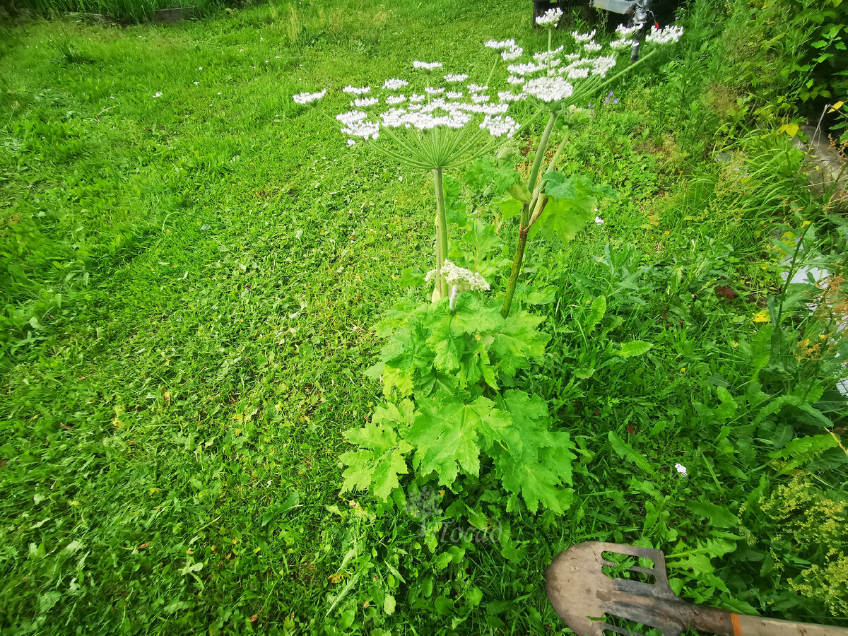 Меня уверяют, что он двулетний. Извините, но это чудо у нас выросло даже не за один год, а за месяц в том месте, где муж регулярно ставит машину и косит траву. Переродился? Не знаю, всё может быть. Но борщевик я извела точечным применением соли. Точечным!!!