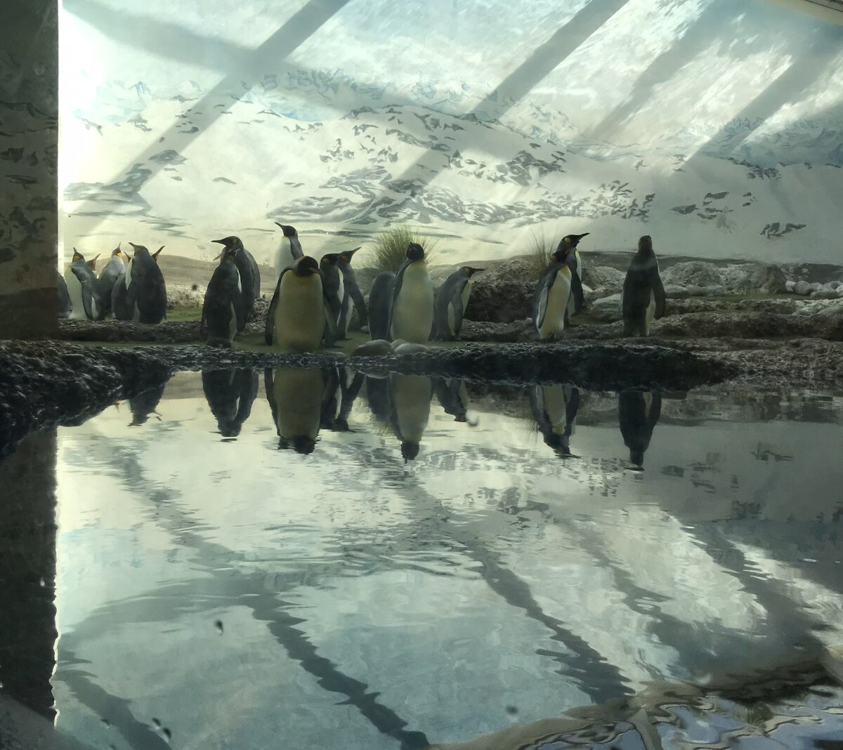 Пингвины в Цюрихском зоопарке