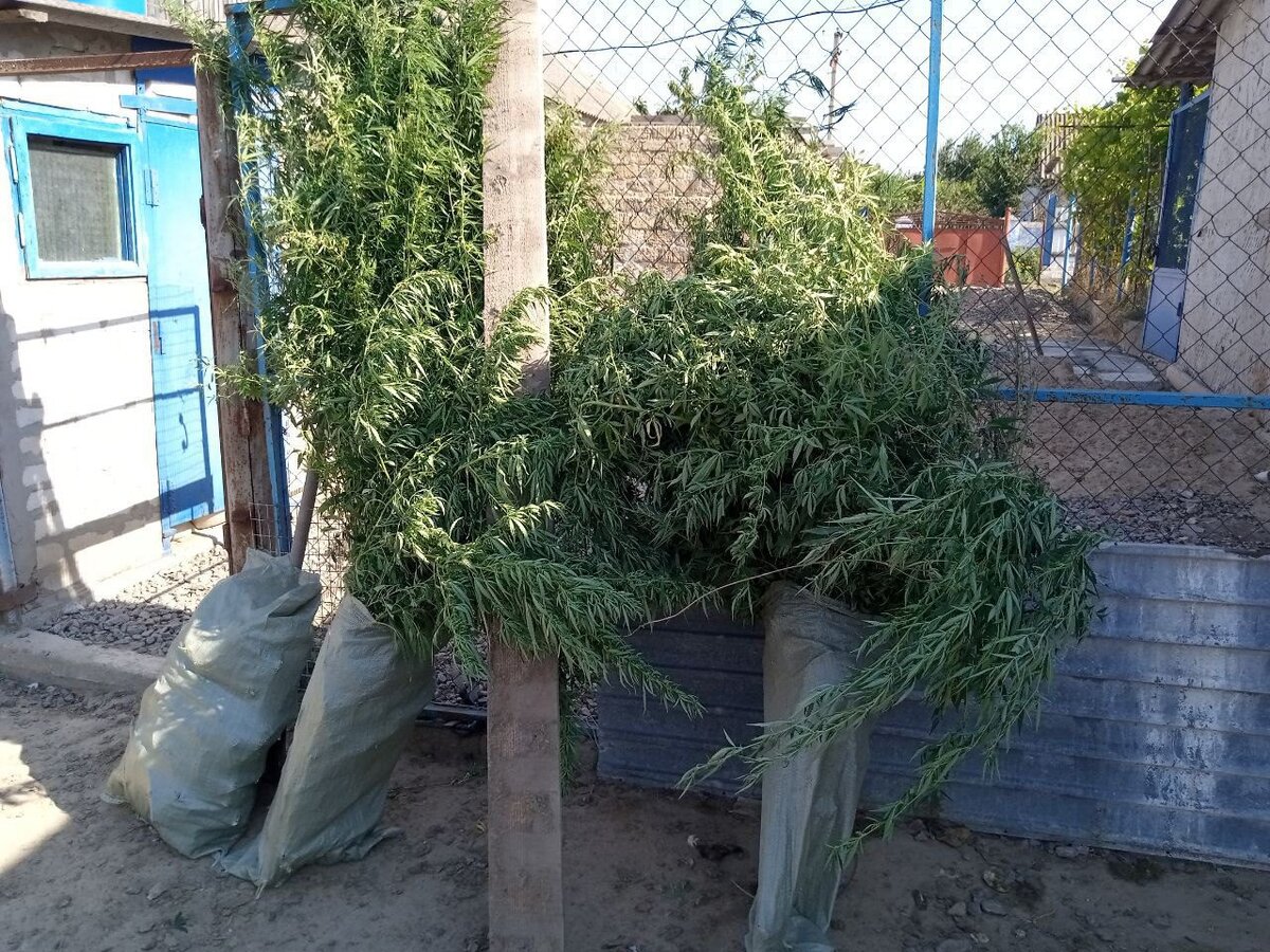  У жителя села Любимовка изъяли 126 кустов конопли - Таврия ТВ - Херсон