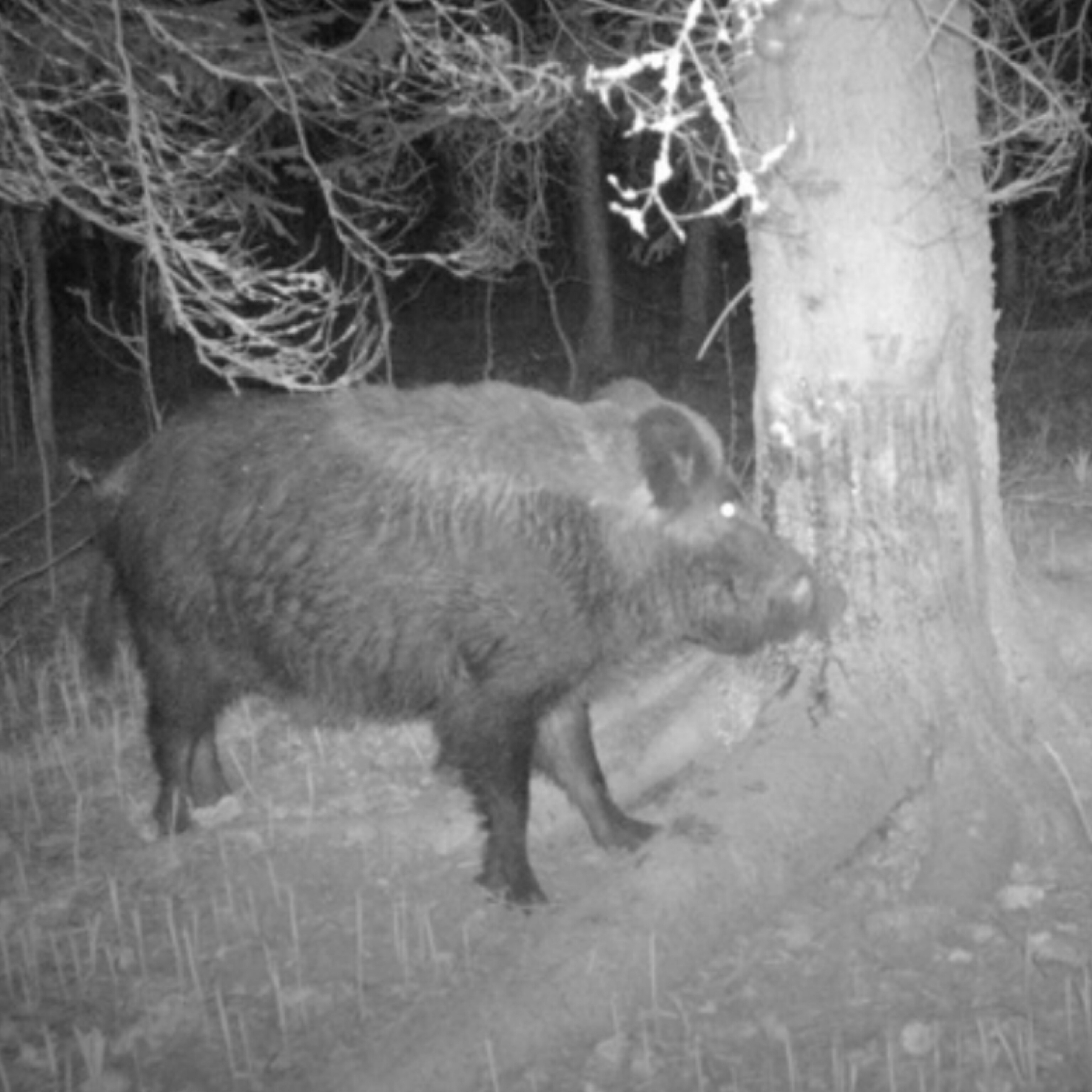 Как я «охотился» на медведей. Рассказ любителя об опыте с фотоловушками