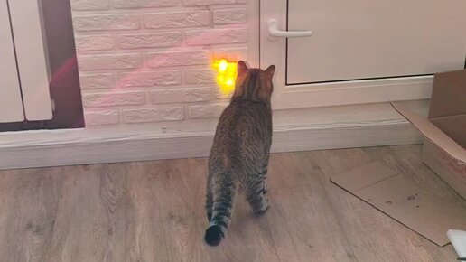 Кот Персик ?? | Гонки за солнечным зайчиком. | Дзен