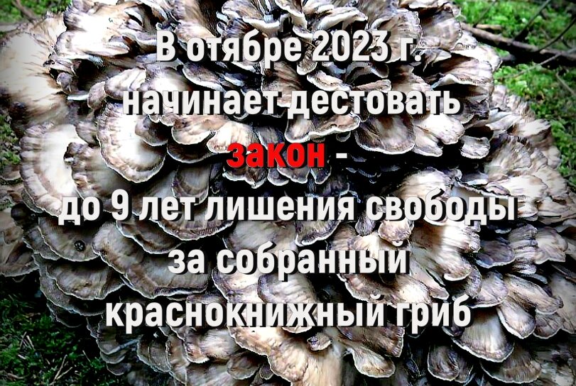 Многие слышали, что в апреле 2023 года был принят законопроект, который вносит поправки в Уголовный кодекс РФ, согласно которым за сбор краснокнижных грибов устанавливается уголовная ответственность,