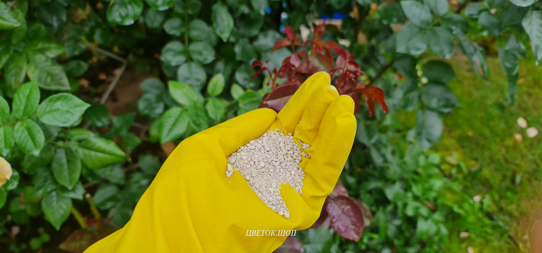 Горсть под каждую розу для хорошей зимовки и пышного цветения