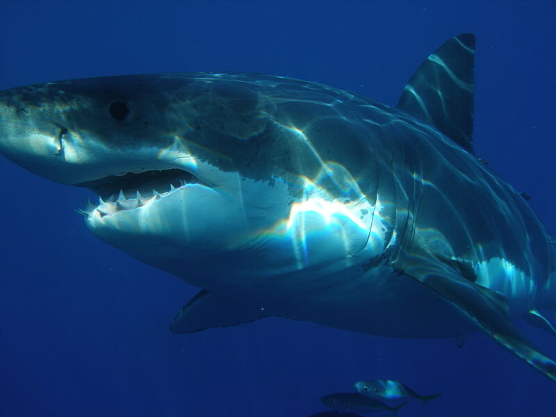 Автор: Sharkdiver.com
Подробнее о фотографии: https://commons.wikimedia.org/wiki/File:Carcharodon_carcharias.jpg