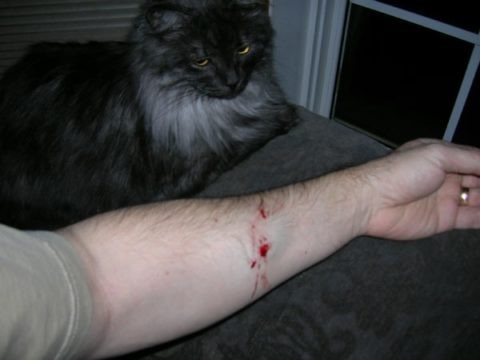   Иногда, вирусом бешенства можно заразиться при укусе даже от домашнего  любимца, если он сам был ранее инфицирован больным животным.