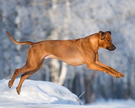 Слово риджбека Арни на 957-й районной выставке породистых хозяев домашних кошек и собак